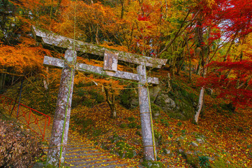 御霊もみじの紅葉