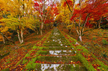 御霊もみじの紅葉