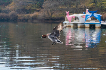 志高湖のヒドリガモ