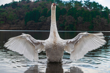 志高湖のコブハクチョウ
