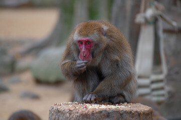 高崎山自然動物園のニホンザル