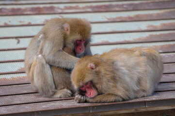 高崎山自然動物園のニホンザル