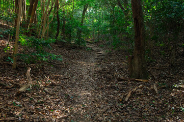 小岱山の登山道（丸山コース）