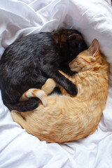 Obraz premium black and ginger cat sleeping together 