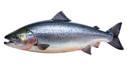 Fototapeta premium Whole fresh raw Atlantic salmon fish isolated on a transparent background. Realistic and detailed seafood for culinary, cooking, or healthy lifestyle concepts. Perfect for restaurant menus.