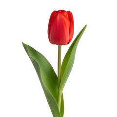 Fototapeta premium A single red tulip flower with green leaves isolated on transparent background
