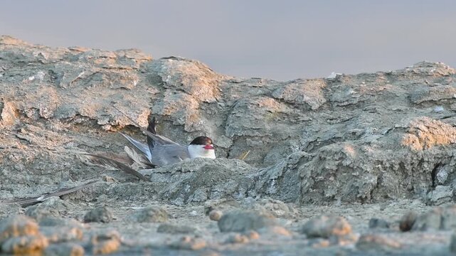 A Common Tern (Sterna hirundo) sitting on its nest on the rocks and carefully observing its surroundings. The bird's nest guarding and brooding behavior.