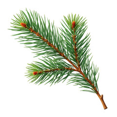 Obraz premium A close-up view of a branch with pine needles and small pine cones isolated on transparent background