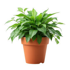 Obraz premium A lush green plant in a terracotta pot with vibrant leaves and a healthy appearance. isolated on transparent background