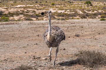 Naklejka premium Close up portrait of a curious ostrich in the savanna, South Africa