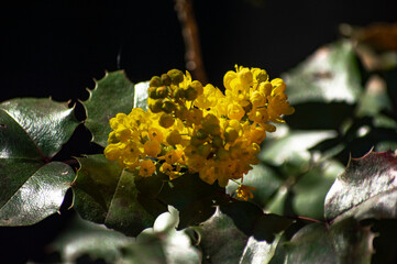 yellow flower in the garden
