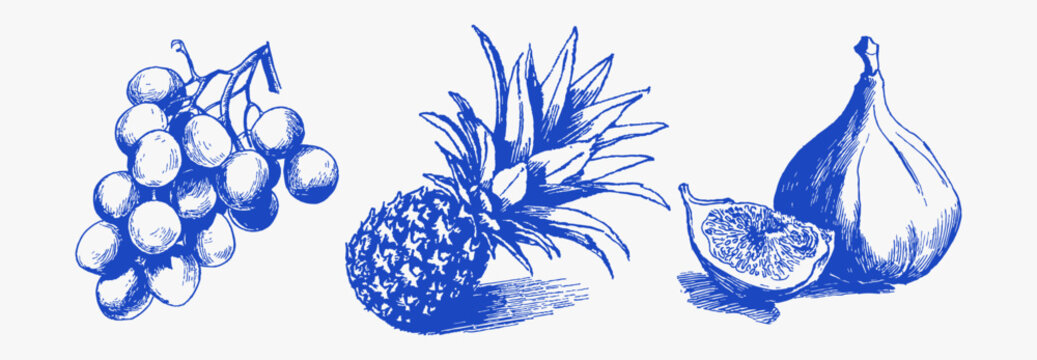 Tropical fruits grapes pineapple figs hand drawn vintage sketch. Fresh harvest food elements in ink line style. Mediterranean kitchen and market illustration for menu or packaging design.
