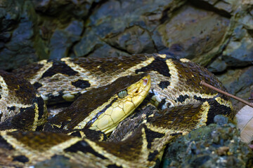 Fototapeta premium Terciopelo (Bothrops asper), species of pit vipers, lying among rocks in a Costa Rican national park. Portrait of a venomous snake.