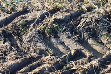 Obraz premium Deep tire tracks from agricultural machinery on moist black soil create a distinct texture against the background of dry straw remains and tiny green sprouts.