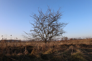 A lone leafless tree stands in the middle of a wild field overgrown with dry grass under a cloudless blue sky in the evening sun.