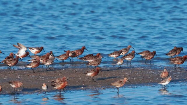Bar-tailed Godwit Flock Taking Off and Foraging in Shallow Blue Coastal Water