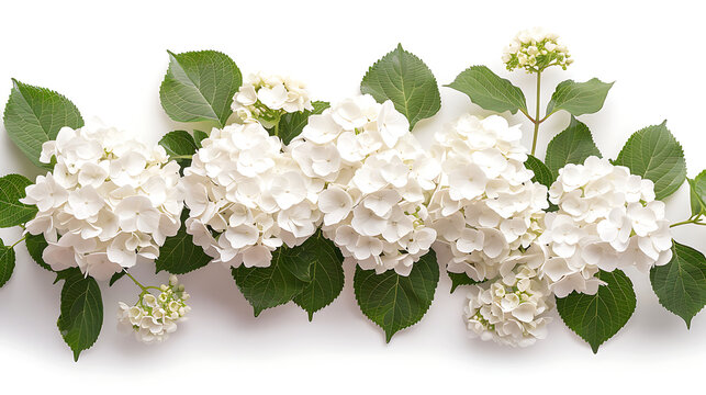 Serene white hydrangea bush isolated white