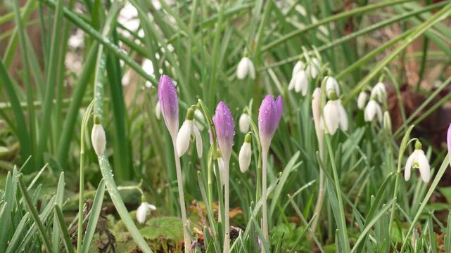 Wet crocus and snowdrop flowers quivering in cold winter breeze in garden