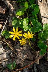 A tavasz hirn&ouml;kei