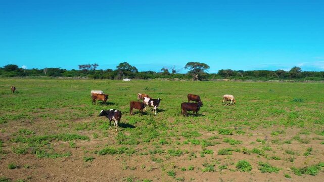 Vida silvestre sobre paisaje agrícola