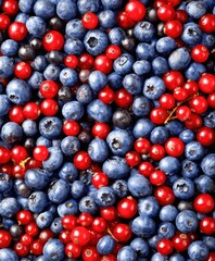 Wild berries gathered from nature in a bright setting