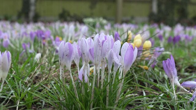 Unopened crocus flowers in muddy ground after rain quivering in gust of wind in park 