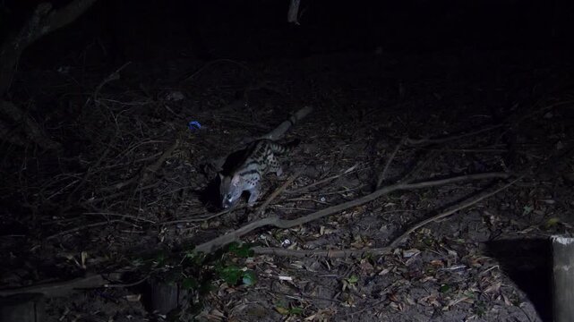 Close-up video of a Rusty-spotted Genet, Scarabaeus viettei, slowly walking over leaf-covered sand at night.