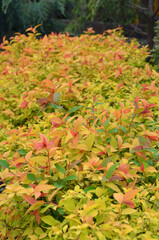 Spirea japonica 'magic carpet ' golden-red- green bright colors leaves of ornamental shrub in spring  garden . Landscaping, growing spirea japonica bushy plant. 