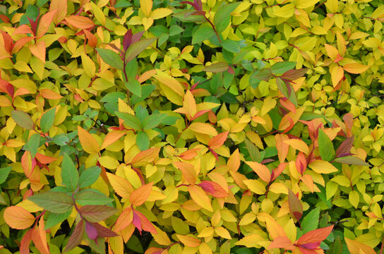 Spirea japonica `Magic carpet ' colorful bright color leaves . Closeup top view. Nature, spring ,growing spiraea japonica concept.