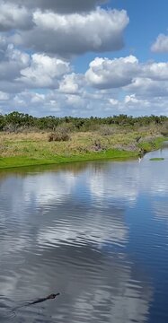 Wild Alligator at Water Edge, Reptile Behavior Observation Video