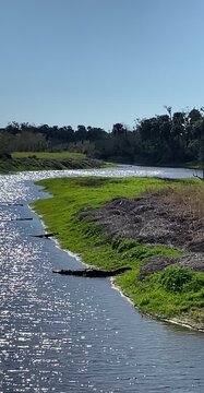Alligator Swimming Along Shore, Dangerous Wildlife in Nature Footage