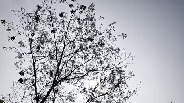 Bright rays of the sun make their way through the folio and branches of trees.