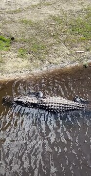 Alligator Close Up in Water, Wildlife Observation Footage