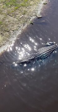 American Alligator in Natural Habitat, Reptile Swimming Footage