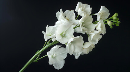 Graceful Matthiola Blossom on Dark Surface