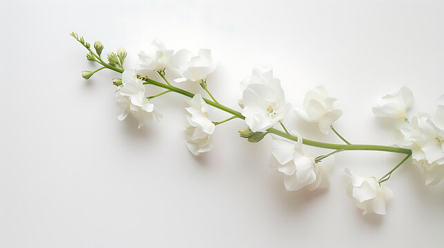 Graceful Matthiola Blossom on White Background