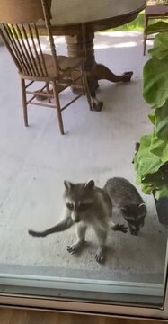 Raccoon in Backyard Grass Near Tree, Urban Wildlife Scene