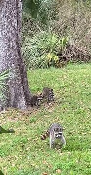 Raccoon Walking in Green Garden, Wildlife in Residential Area