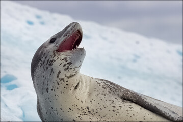 Leopard Seal © Scott