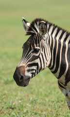 photograph zebra head neck set bright lush green background providing ample copy space text