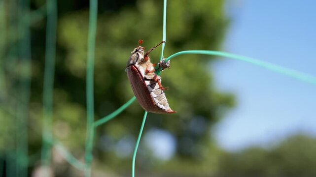 A May beetle hangs upside down on a green trellis grid against a blurred natural background. The beetle's struggle exemplifies the challenges of pest control in agriculture.
