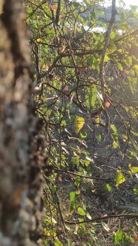 A tranquil vertical shot of birch tree branches backlit by the warm golden hour sun, a serene natural background.