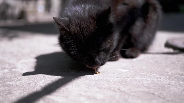 A black cat enjoys a meal outdoors, illustrating the simple pleasures of a feline's life. The footage offers a tranquil scene, emphasizing the cat's contented focus as it eats. 
