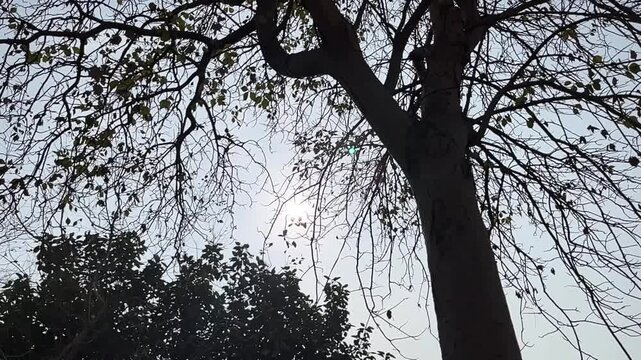 Bright rays of the sun make their way through the folio and branches of trees.