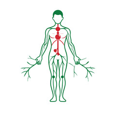 Lymphatic System 