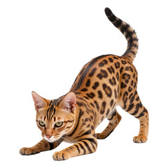 Playful Bengal Cat in Action Pose