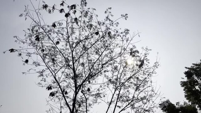 Bright rays of the sun make their way through the folio and branches of trees.