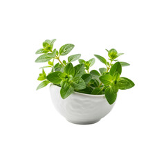 Fresh oregano herb in a white bowl