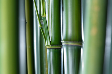 Fototapeta premium Fresh Green Bamboo Stalks and Trunk Close-up in Daylight
