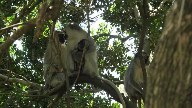 Four samango monkeys including a baby and mother - Cercopithecus albogularis - Sykes' monkey or the white-throated monkey, sitting on a tree branch.